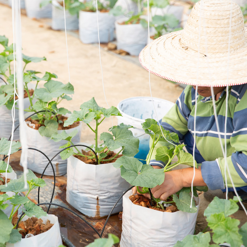 spunbond-nonwoven-fabric-for-seedling-grow-bag spunbond nonwoven fabric for seedling grow bag